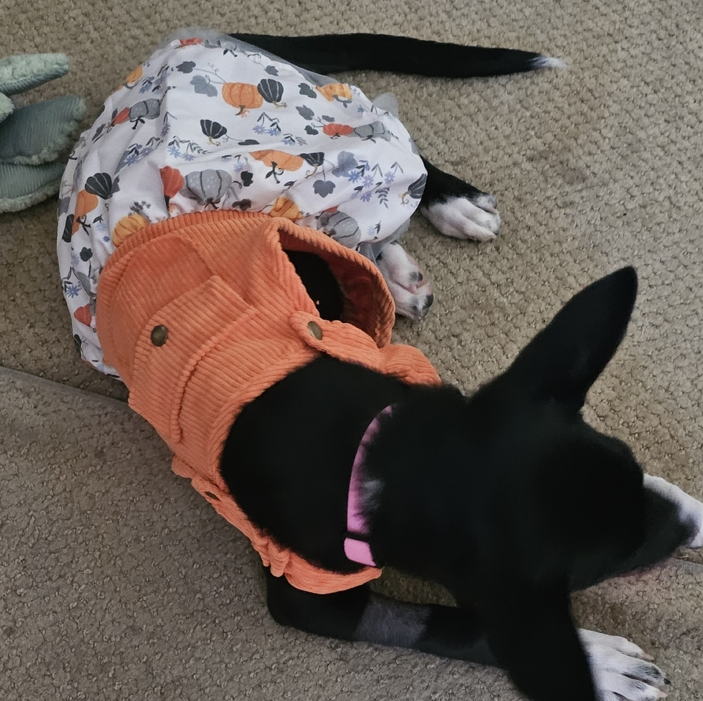 Size Medium Jessica Simpson Fall pumpkin dress